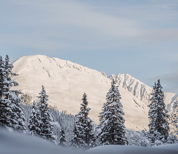 Verschneiter Berggipfel hinter frostigen Tannen im Winter.